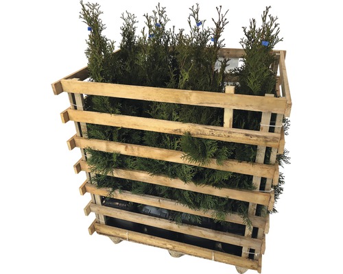 Palette mit Koniferenpflanzen für den Garten