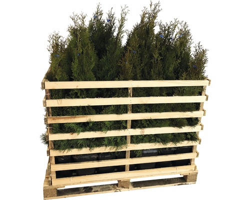 Lebensbäume in einer Holzpalette