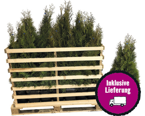 35 x Lebensbaum FloraSelf Thuja occidentalis 'Smaragd' H 60-80 cm ClickCo für ca. 12 m Hecke