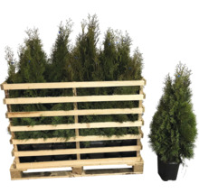 Holzkiste mit Thuja-Pflanzen und eine einzelne Thuja im Topf