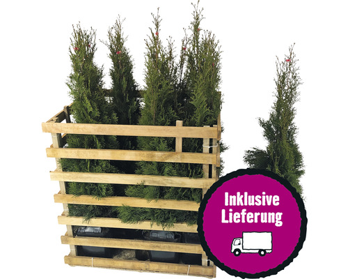 12 x Lebensbaum FloraSelf Thuja occidentalis 'Smaragd' H 80-100 cm ClickCo für ca. 5 m Hecke