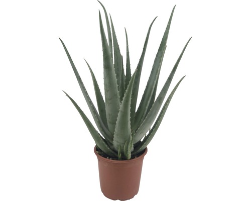 Echte Aloe FloraSelf Aloe vera H 55-70 cm Ø 21 cm Topf