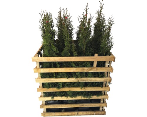 Thuja-Pflanzen in einer Holzkonstruktion für den Transport