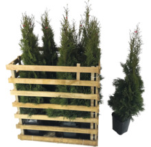 Mehrere Thuja-Pflanzen in einer Holzkiste und eine Thuja-Pflanze in einem Topf.