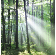 Sonnendurchfluteter Wald mit hohen Bäumen