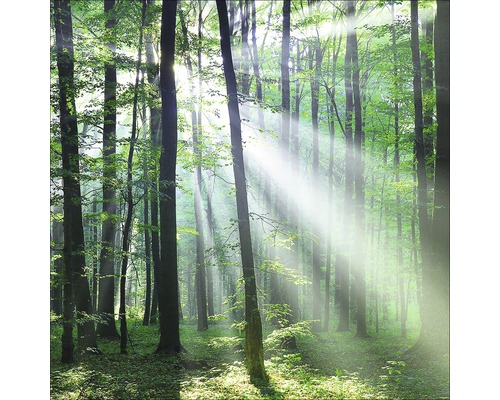 Sonnendurchfluteter Wald mit hohen Bäumen