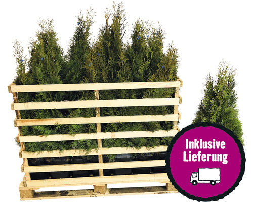 15 x Lebensbaum FloraSelf Thuja occidentalis 'Smaragd' H 100-125 cm Co 12 L für ca. 6 m Hecke