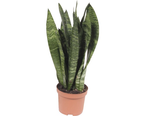 Bogenhanf Mix FloraSelf Sansevieria H 25-35 cm Ø 9 cm Topf zufällige Sortenauswahl