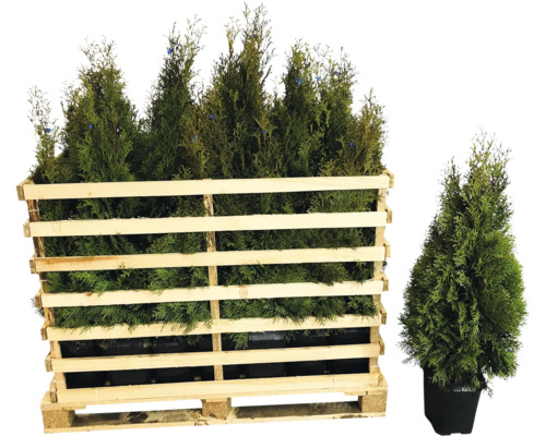Mehrere Thuja-Pflanzen in einer Holzkiste und eine Thuja-Pflanze in einem Topf.