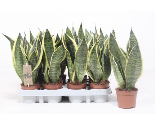 Mehrere Bogenhanfpflanzen in Töpfen auf einem Tablett