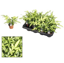 Topf mit Silberblattfarn und Tablett mit Silberblattfarnpflanzen