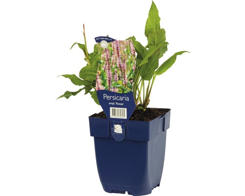 Knöterich Rosea Pflanze im Topf