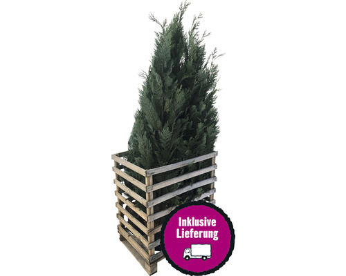 6 x Blaue Säulenzypresse, Scheinzypresse FloraSelf Chamaecyparis lawsoniana 'Columnaris Glauca' H 150-175 cm Co 12 L für ca. 3 m Hecke