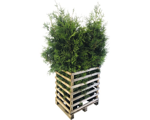 Thuja in Holzpalette