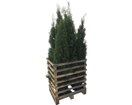 Mehrere grüne Thuja Pflanzen in einem Holzpalettenkasten