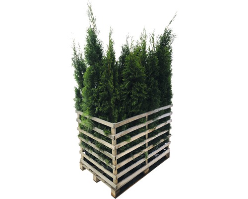 Mehrere Thuja-Pflanzen in einer Holzpalette