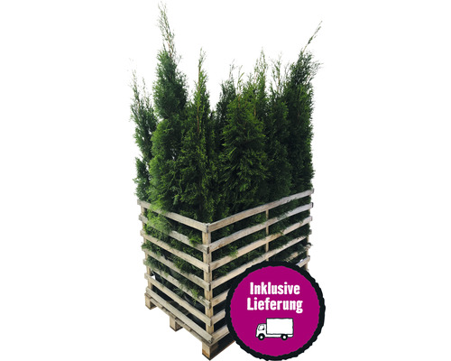 12 x Lebensbaum FloraSelf Thuja occidentalis 'Smaragd' H 150-175 cm im Co 12 L für ca. 6 m Hecke