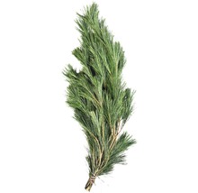 Gebundene Kiefernzweige zur Dekoration