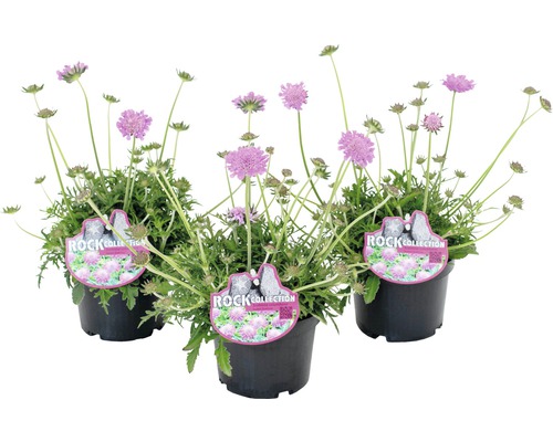 Tauben-Skabiose Wittwenblume FloraSelf Scabiosa columbaria H 10-20 cm Co 0,9 L rosa, blau Drei Skabiosen im Topf