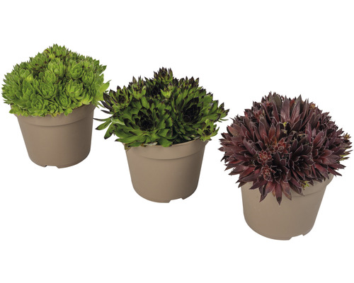 Drei Hauswurz Pflanzen in Töpfen