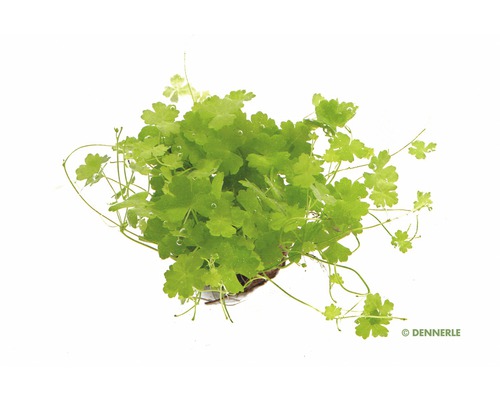 Dennerle Wassernabel Aquarium Pflanze