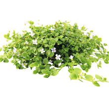 Blühende Bacopa Zierpflanze
