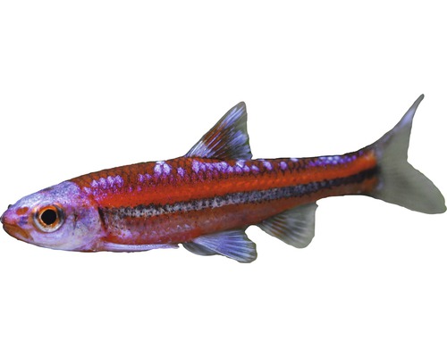 Fisch Rainbowshiner - Notropis chrosomus, Regenbogenelritze