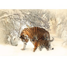Fototapete Papier 13004P4 Tiger im Schnee 2-tlg. 254 x 184 cm-thumb-0