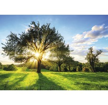 Fototapete Vlies 13015V4 Baum und Sonne 2-tlg. 254 x 184 cm