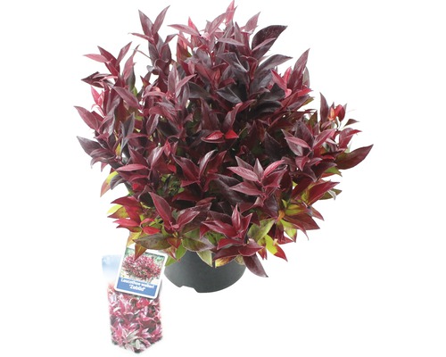 Traubenheide FloraSelf Leucothoe walteri 'Scarletta'/ 'Zeblid' H 25-30 cm Co 2 L Purpurglöckchen Heuchera im Topf