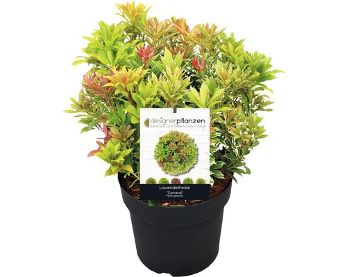 Lavendelheide FloraSElf Pieris japonica 'Carnaval' H 40-50 cm Co 6 L