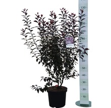 Zwerg-Blutpflaume FloraSelf Prunus cistena H 100-125 cm Co 10 L