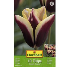 Packung mit 10 Triumph Tulpen der Sorte Gavota
