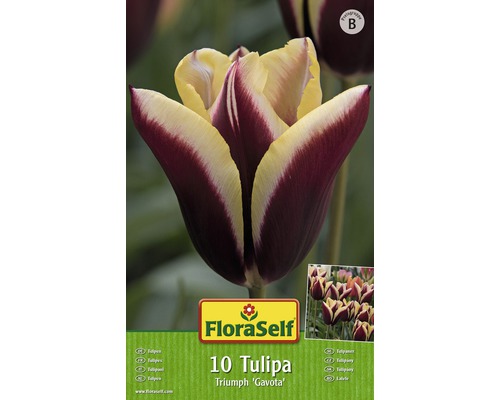Packung mit 10 Triumph Tulpen der Sorte Gavota