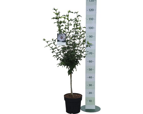 Hibiskus im Topf mit Höhenmesser.