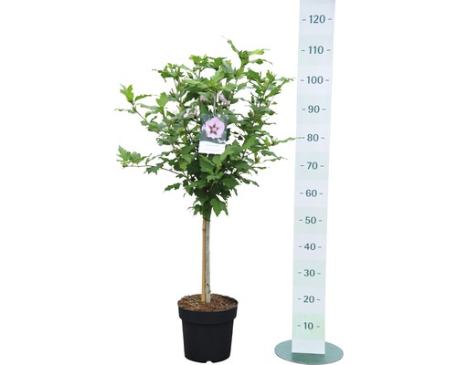 Hibiskus im Topf mit Höhenmesser