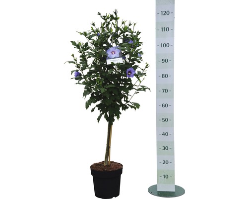 Hibiskusbusch im Topf mit Messskala zur Größenangabe.