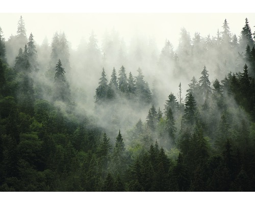 Fototapete Vlies 13026V4 Bäume im Nebel 2-tlg. 254 x 184 cm