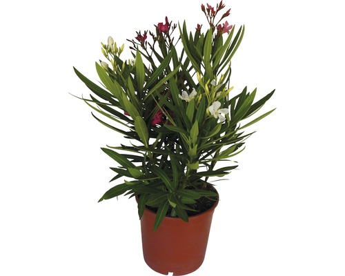 Oleander FloraSelf Nerium oleander H 40-60 cm Ø 19 cm Topf
