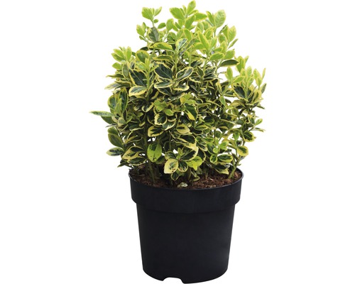 Japanischer Spindelstrauch FloraSelf Euonymus japonicus 'Marieke' H 25-30 cm Co 6 L buschig