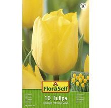 Verpackung mit zehn Triumph Tulpenzwiebeln der Sorte ''Strong Gold''