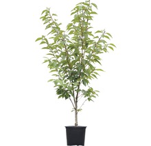Nelkenkirsche FloraSelf Prunus serrulata 'Kanzan' H 150-175 cm Co 18 L