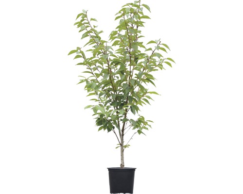 Baum im Topf