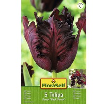Verpackung mit fuenf Tulpen der Sorte Parrot Black Parrot