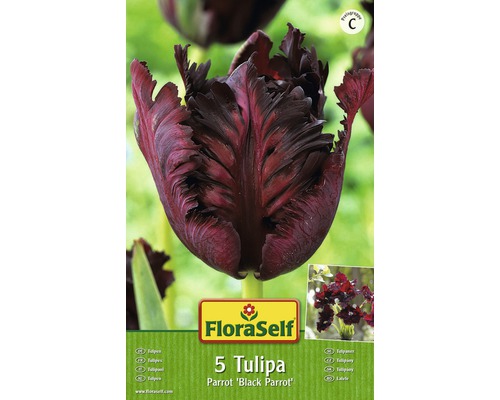 Verpackung mit fuenf Tulpen der Sorte Parrot Black Parrot