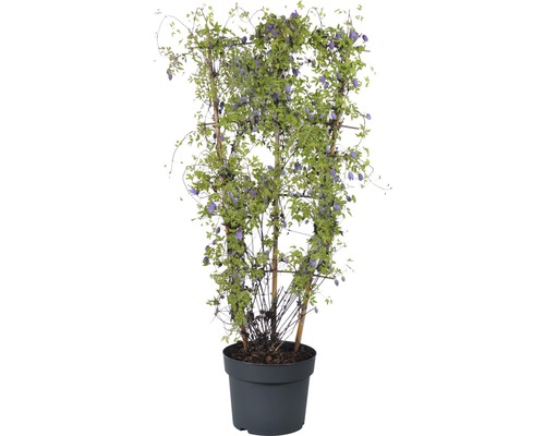 Blühende Clematis im Topf mit Rankhilfe