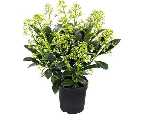 Japanische Blütenskimmie FloraSelf Skimmia japonica 'Finchy' H 10-20 cm Co 0,5 L