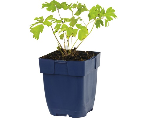 Elfenblume im Pflanztopf