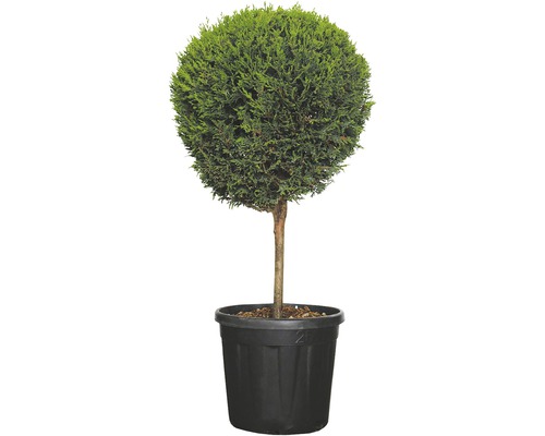 Gelbe Leyland-Zypresse 1/4 Stamm FloraSelf Cupressocyparis leylandii 'Castlewellan Gold' H 80-100 cm Co 10 L