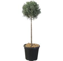 Blaue Arizona-Zypresse 1/4 Stamm FloraSelf Cupressus arizonica 'Glauca' Co 10 L